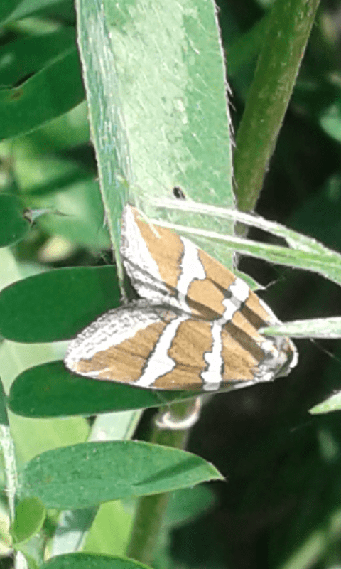 Deltote bankiana (Noctuidae)? S